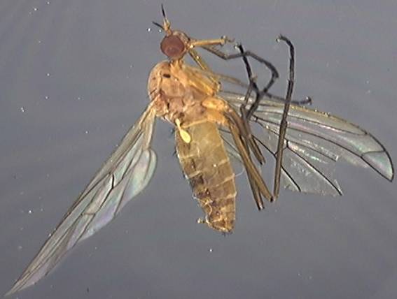 Empis scutellata